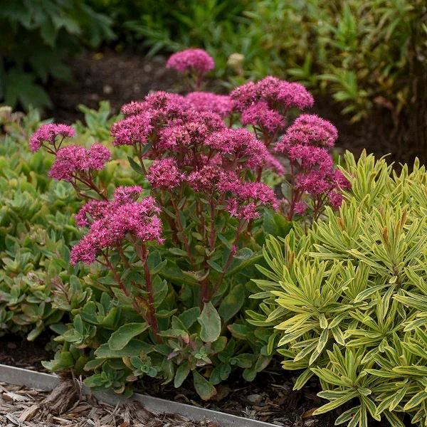Carl Sedum - Image 3