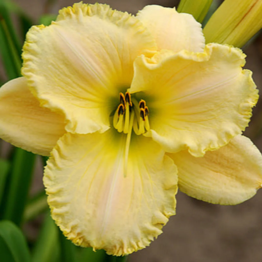 Caroline Daylily