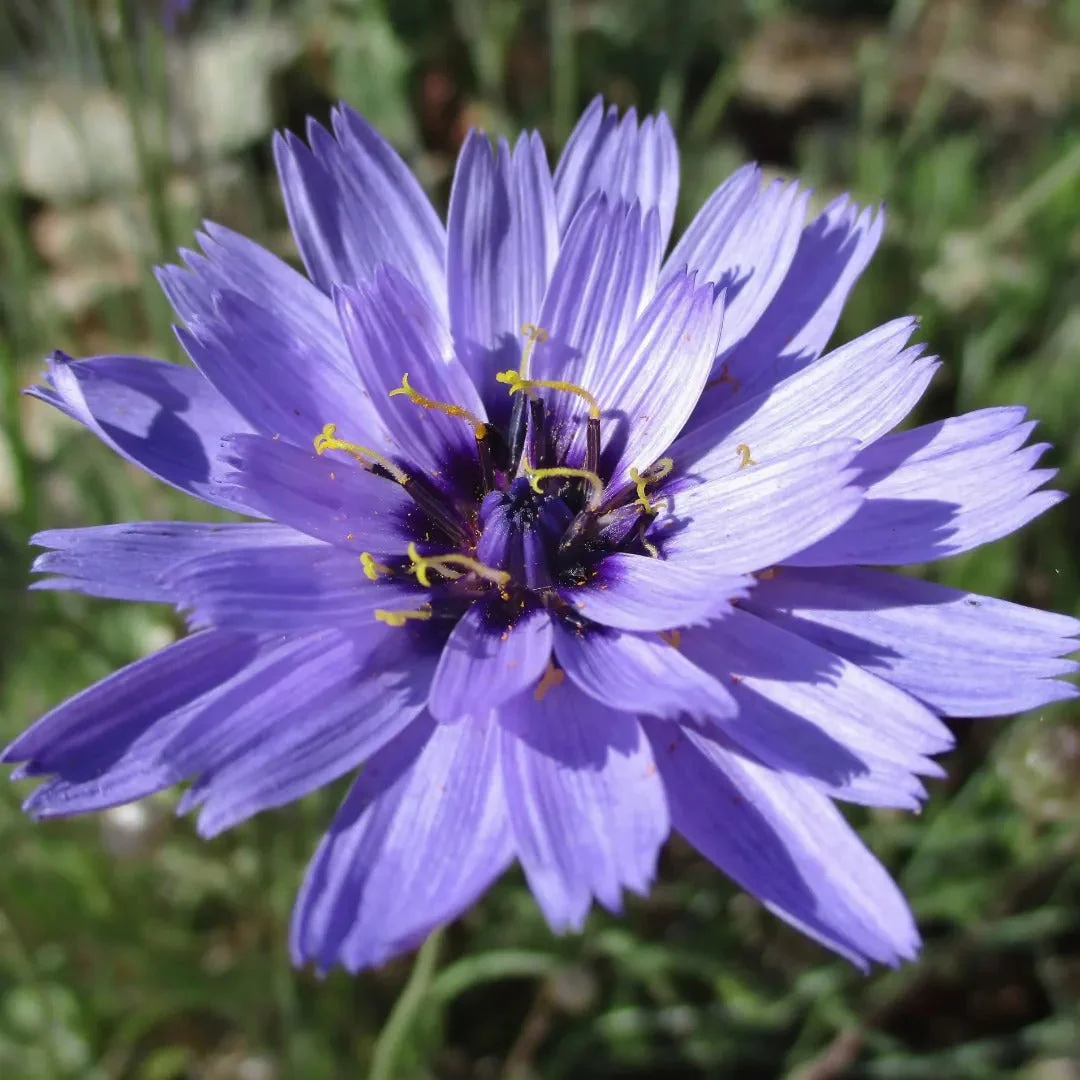 Cupid’s Dart Blue Daisy