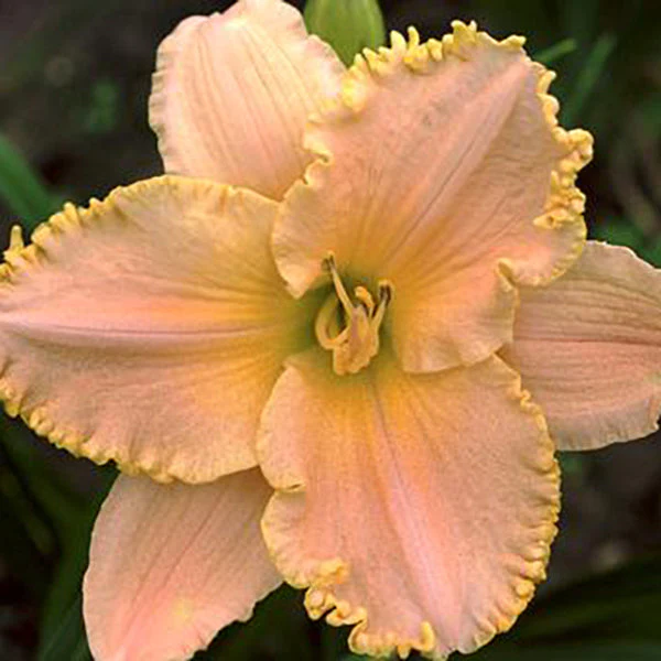 Charlie’s Dream Daylily