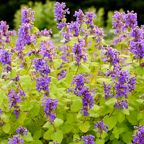 Chartreuse on the Loose Catmint