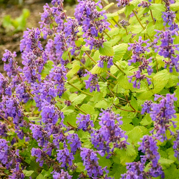 Chartreuse on the Loose Catmint - Image 2