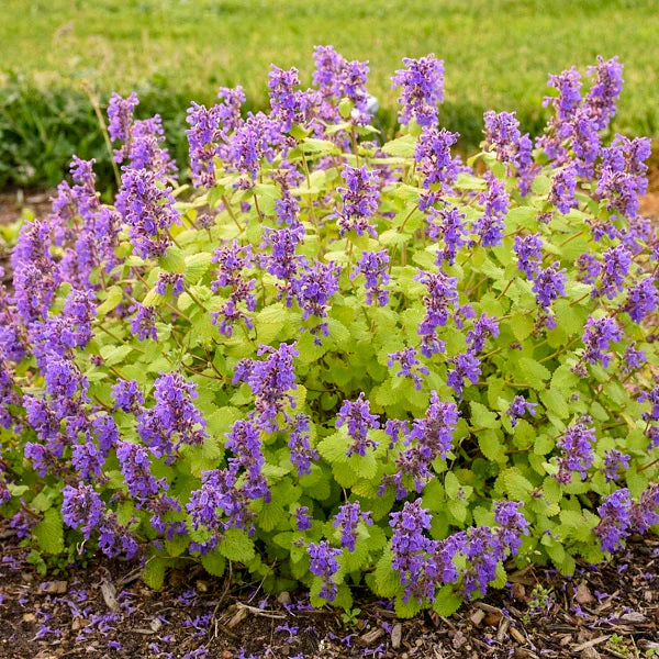 Chartreuse on the Loose Catmint - Image 3