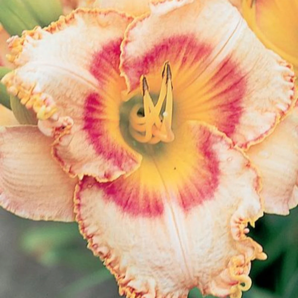 Dazzling Daylilies Clearance #1 - Image 2