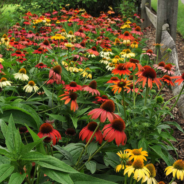 Cheyenne Spirit Coneflower - Image 2
