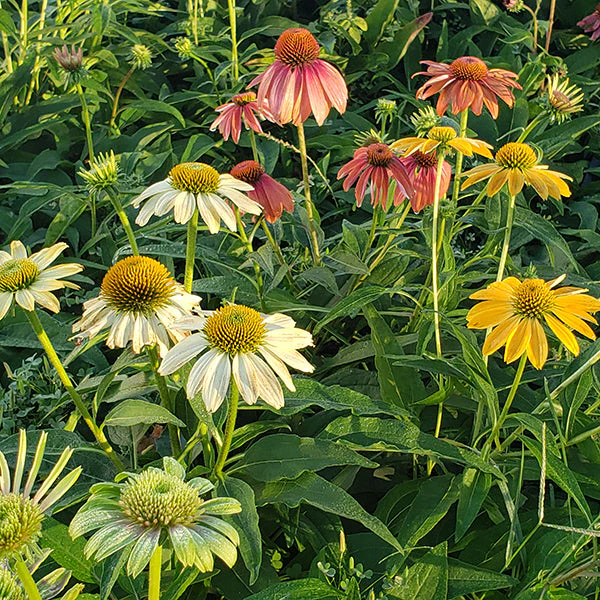 Cheyenne Spirit Coneflower - Image 3