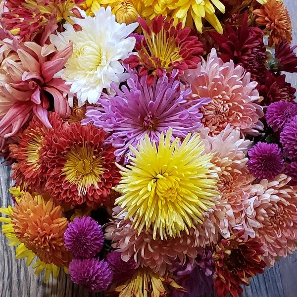 Fall Flowering Mums - Image 3