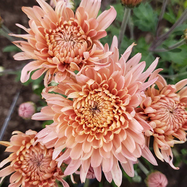 Pat Lehman Chrysanthemum - Image 2