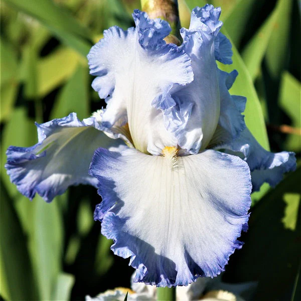 Cloud Ballet Iris - Image 3