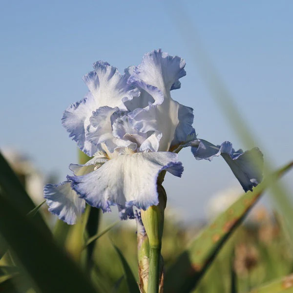 Cloud Ballet Iris - Image 2