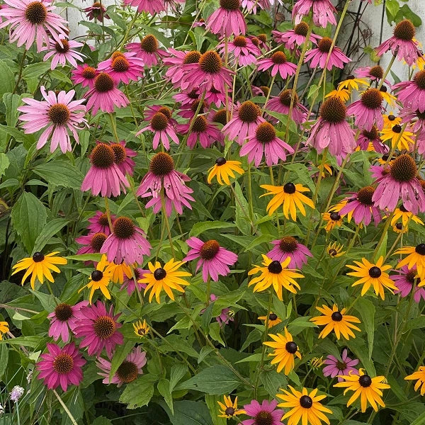 Colorful Coneflower