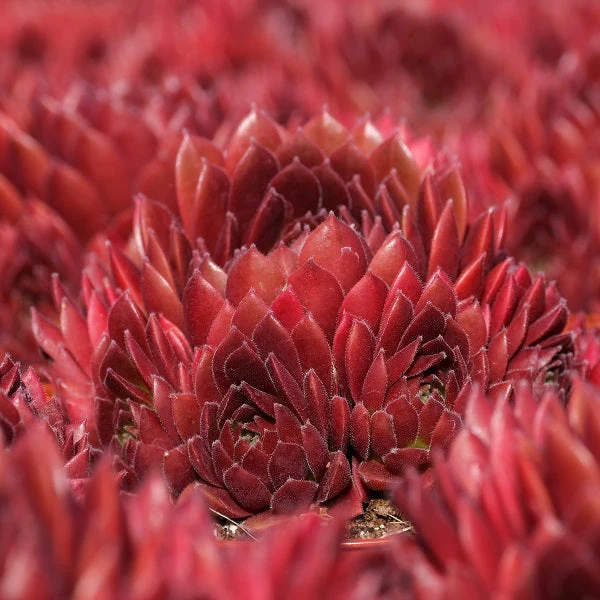 Coral Red Hen & Chicks Succulent