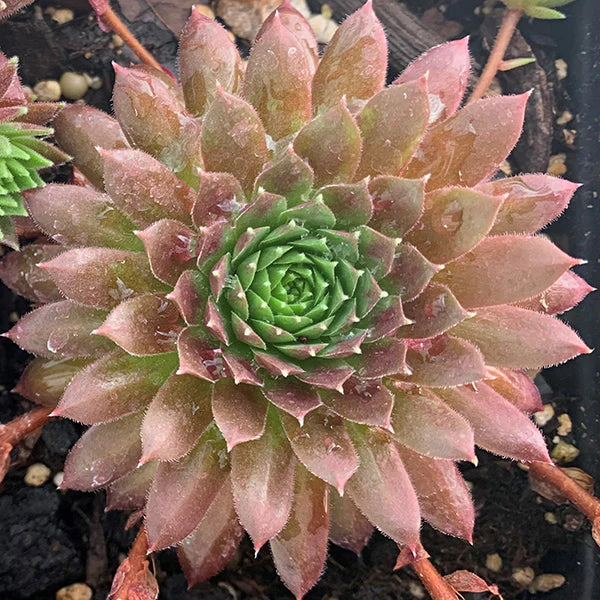 Coral Red Hen & Chicks Succulent - Image 3
