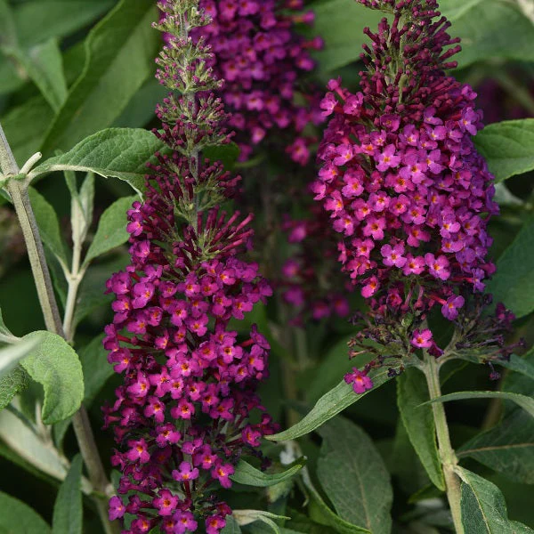 Cranberry Butterfly Bush - Image 2