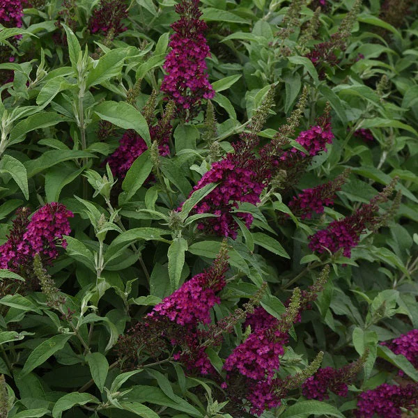 Cranberry Butterfly Bush - Image 3