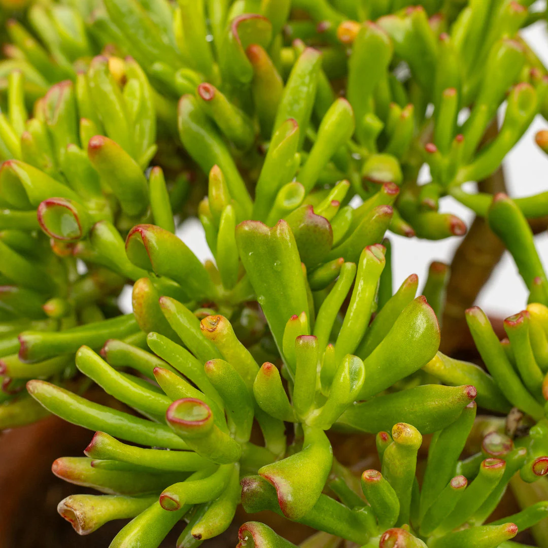 Finger Jade Plant - Image 2