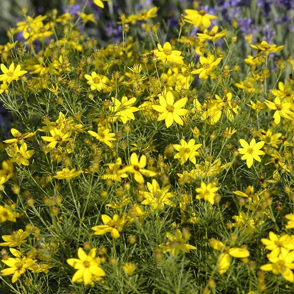 Crazy Coreopsis - Image 2