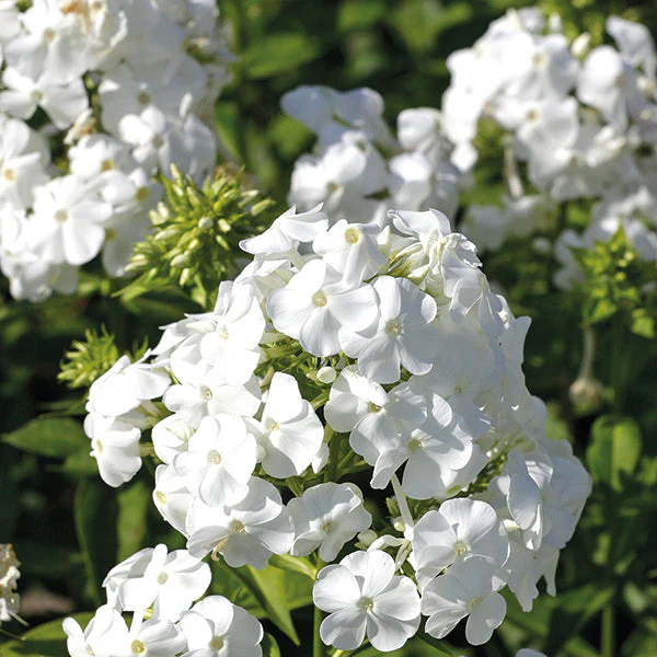 David Tall Garden Phlox - Image 2
