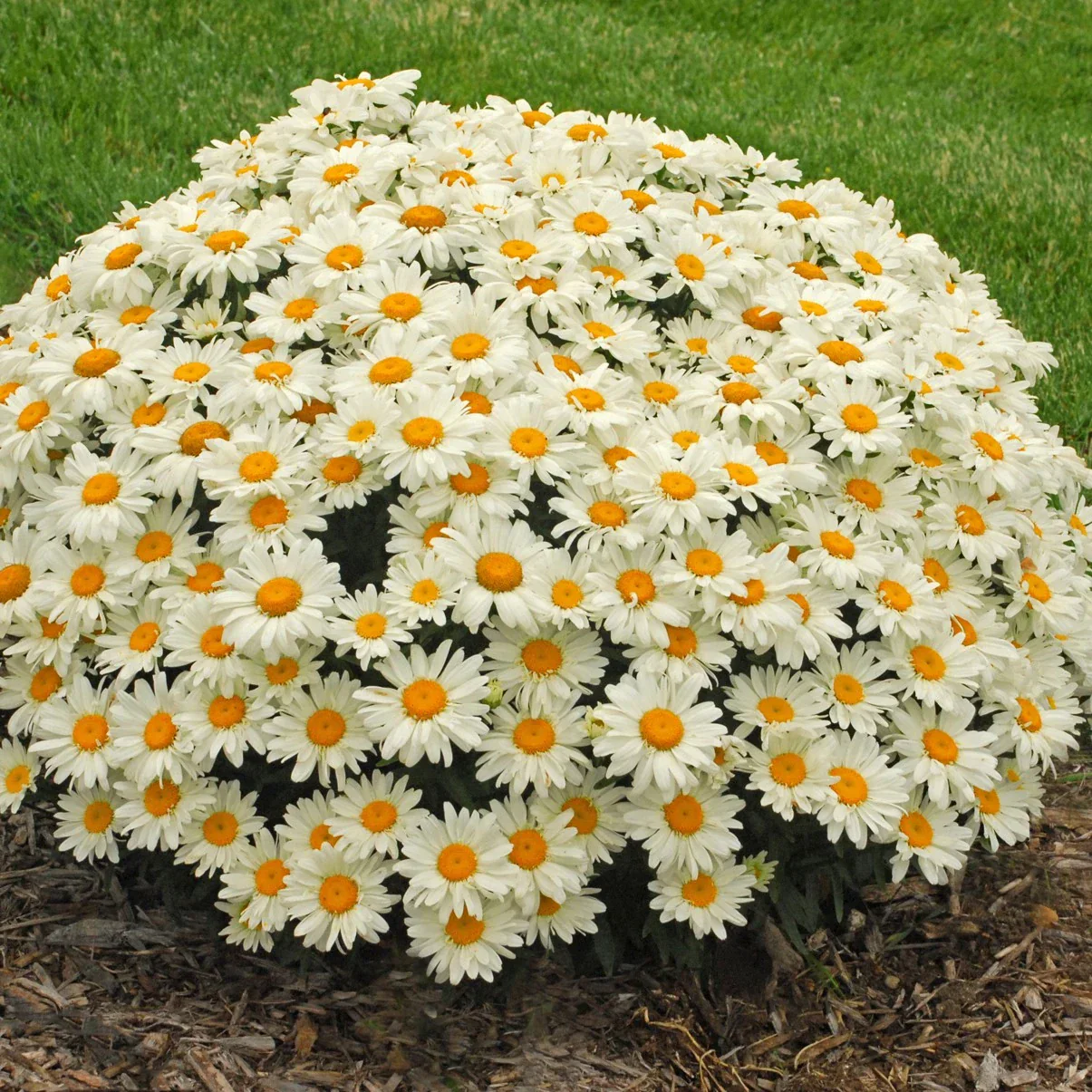 Daisies for Days - Image 2