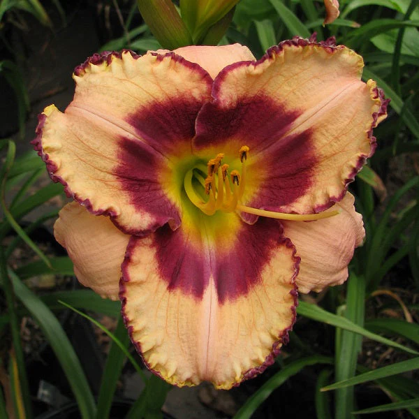 Daring Dilemma Daylily (2 for 1)
