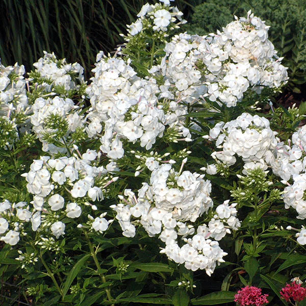 David Tall Garden Phlox - Image 3