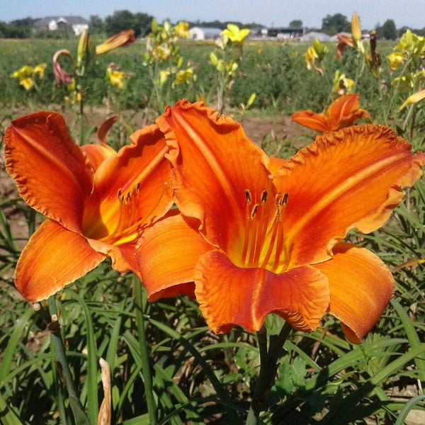 Alabama Jubilee Daylily - Image 2