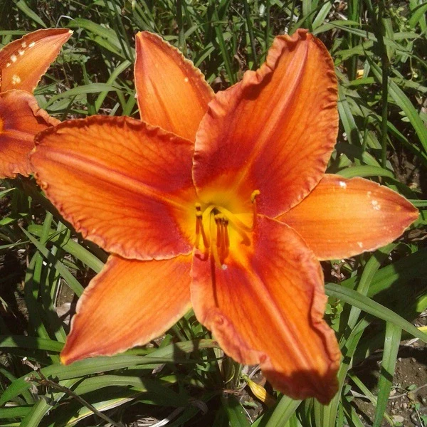 Alabama Jubilee Daylily - Image 3