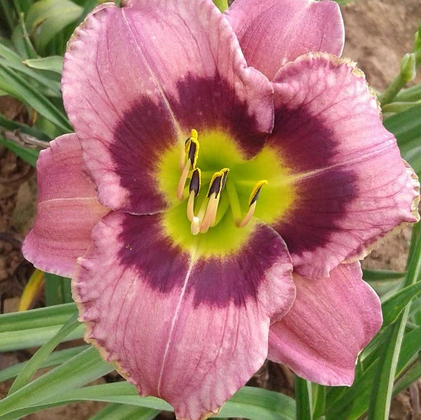 Always Afternoon Daylily - Image 2