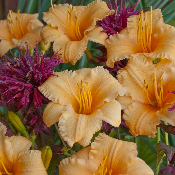 Apricot Sparkles Daylily - Image 2