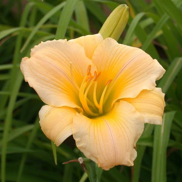 Baby Me Daylily- Heritage Collection (2 for 1)