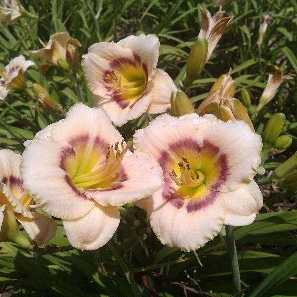 Baby Moon Cafe Daylily (2 for 1) - Image 2