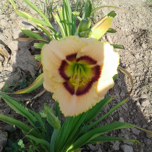 Baby Moon Cafe Daylily (2 for 1) - Image 3