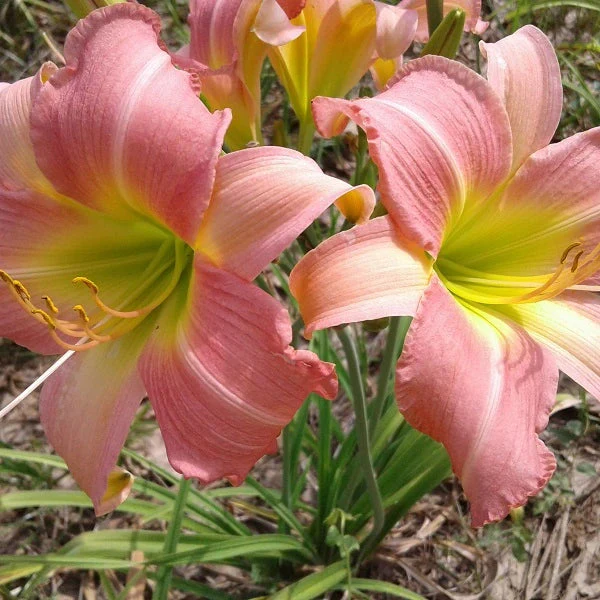 Bama Music Daylily - Image 2