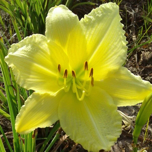 Big Time Happy Daylily - Image 3