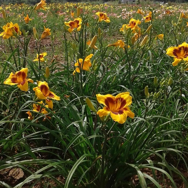 Black Eyed Susan Daylily - Image 2