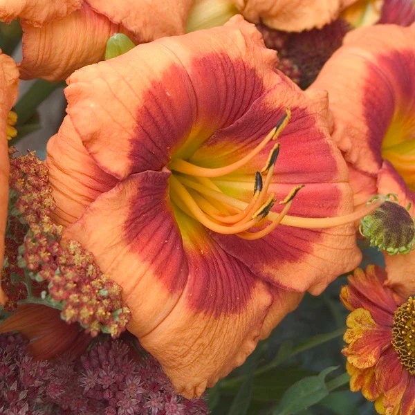 Bold Tiger Daylily - Image 2
