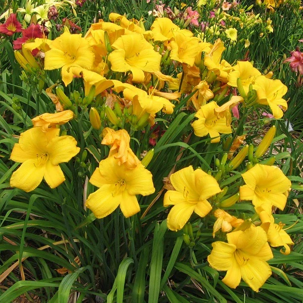 Buttered Popcorn Daylily - Image 2