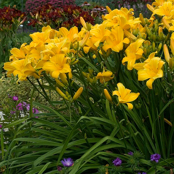 Buttered Popcorn Daylily - Image 3