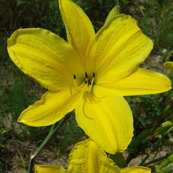 Chartreuse Magic Daylily - Image 2