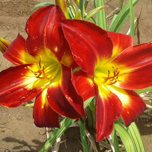Cherokee Star Daylily - Image 2
