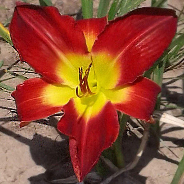 Cherokee Star Daylily - Image 3