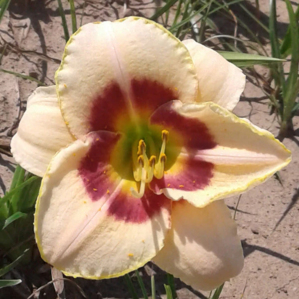 Custard Candy Daylily - Image 3