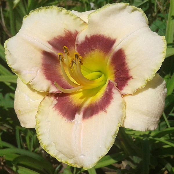 Custard Candy Daylily - Image 2