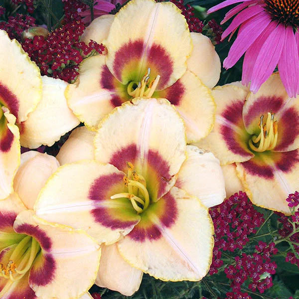 Custard Candy Daylily