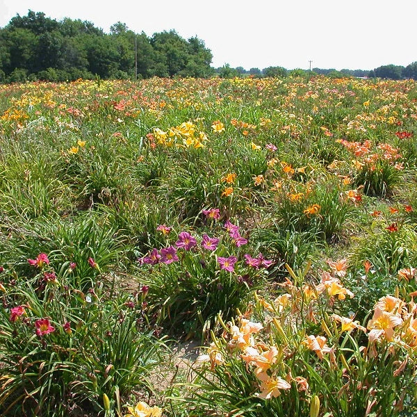 25 Groundcover Daylily - Image 3