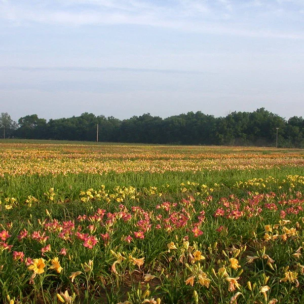 75 Groundcover Daylily - Image 3
