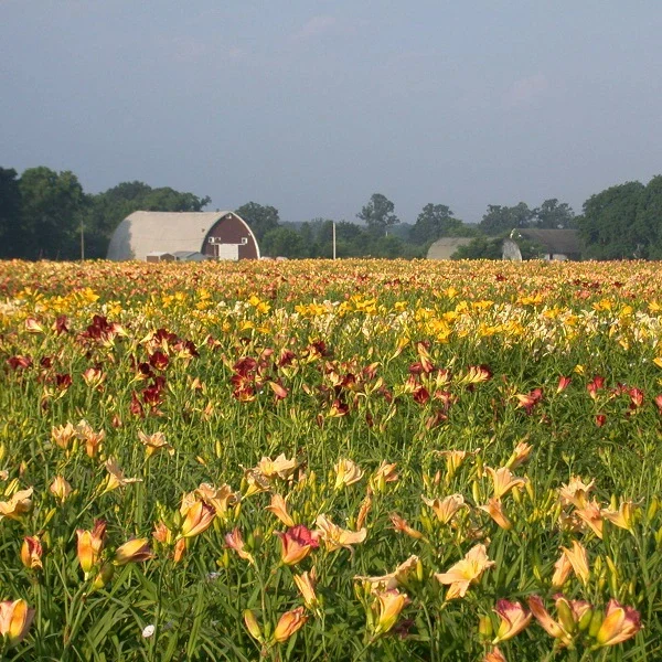 75 Groundcover Daylily - Image 2