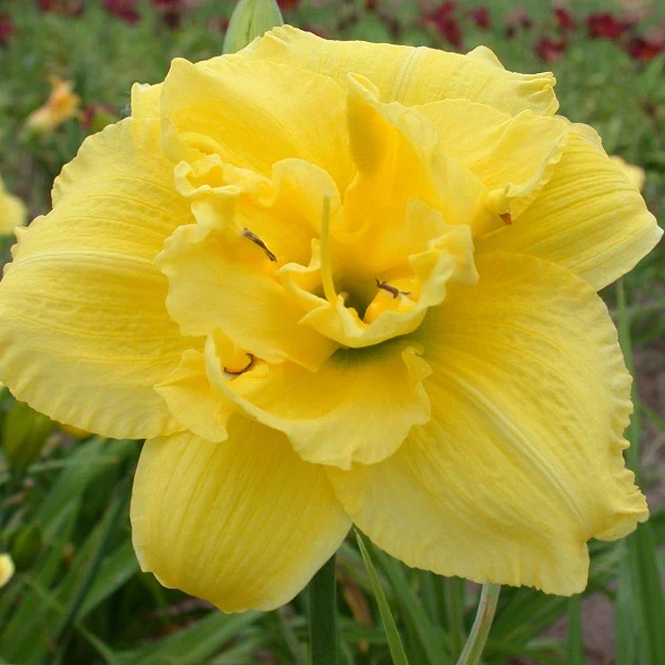 Double Charm Daylily - Image 2