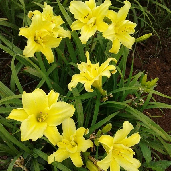 Double Jackpot Daylily - Image 2