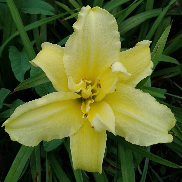 Double Jackpot Daylily - Image 3